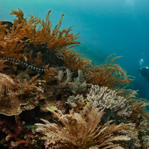 Sea krait on bushy corals with a diver in the background, Komodo, Indonesia