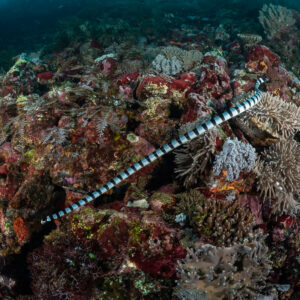 Sea krait stretched diagonally across a red encrusted reef, Komodo, Indonesia