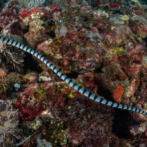 Sea krait crossing a red encrusted reef, tighter framing, Komodo, Indonesia