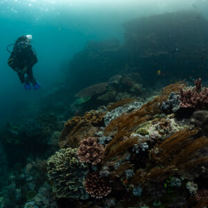 Diver hovering beside a reef wall with bushy black corals, Komodo, Indonesia