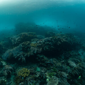 Murky reef landscape with soft corals in green-blue water, Komodo, Indonesia