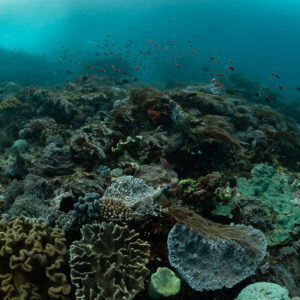 Reef top with leather corals and anthias in green-blue water, Komodo, Indonesia
