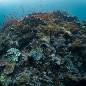 Coral pinnacle covered in sea fans and soft corals with swirling anthias, Komodo, Indonesia