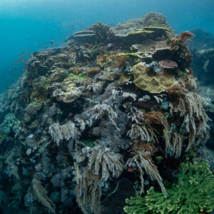 Steep coral pinnacle with soft corals and green coral in foreground, Komodo, Indonesia