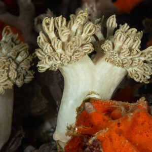 White soft coral colonies with frilly polyps beside orange sponge, Komodo, Indonesia