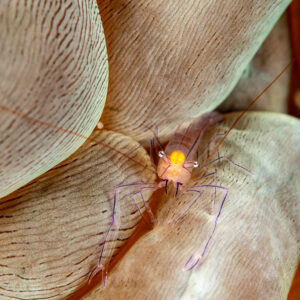 Bubble coral shrimp centred between bubble coral vesicles, Komodo, Indonesia
