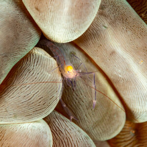 Bubble coral shrimp with purple legs in a vesicle fold, Komodo, Indonesia
