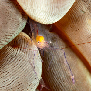 Bubble coral shrimp vertical close-up deep between vesicles, Komodo, Indonesia