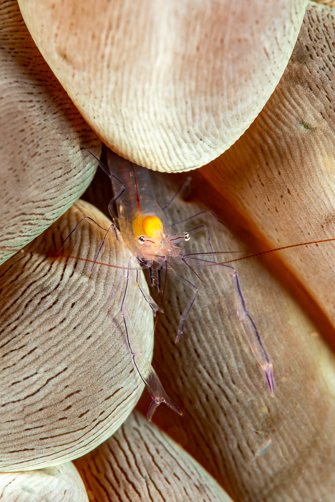 Crevette du corail bulle en gros plan vertical, nichée entre les vésicules, Komodo, Indonésie