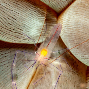 Bubble coral shrimp facing camera, tight vertical framing, Komodo, Indonesia