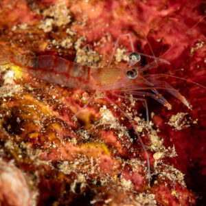 Translucent night shrimp on red encrusted reef, Komodo, Indonesia