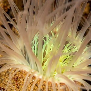 Tube anemone tentacles with glowing green centre, close-up, Komodo, Indonesia