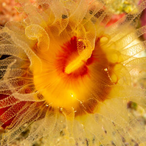 Sun coral polyp with translucent tentacles and orange mouth at night, Komodo, Indonesia