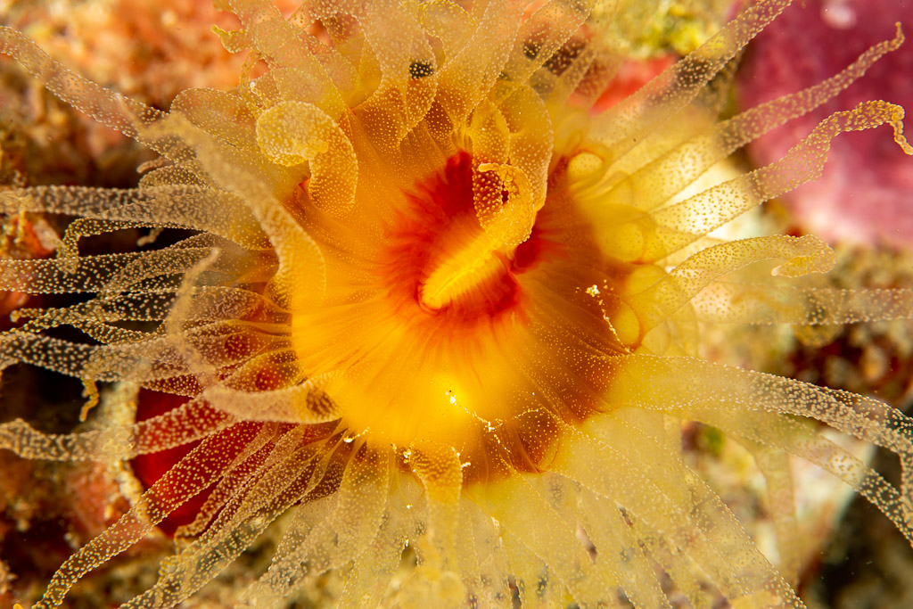 Polype de corail soleil aux tentacules translucides et bouche orange, de nuit, Komodo, Indonésie
