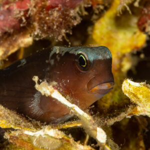 Dark coralblenny peeking from a crevice among encrusted plates, Komodo, Indonesia