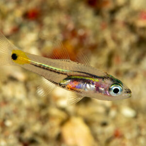 Juvenile translucent cardinalfish hovering over rubble, Komodo, Indonesia