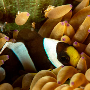 Dark Clark's anemonefish nestled in bubble-tip anemone, Komodo, Indonesia