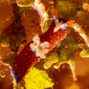 Red dorid nudibranch with orange spots and blue edge on algae, Komodo, Indonesia