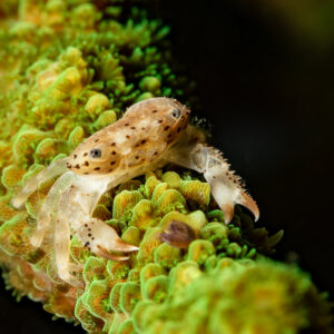 Porcelain crab perched on green branching coral, vertical, Komodo, Indonesia