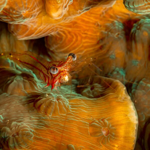 Red-lined transparent shrimp resting on orange stony coral, Komodo, Indonesia