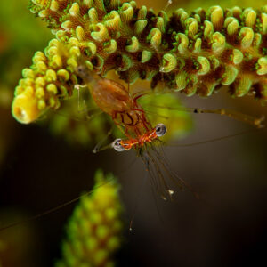 Commensal shrimp hanging beneath branching Acropora coral, Komodo, Indonesia