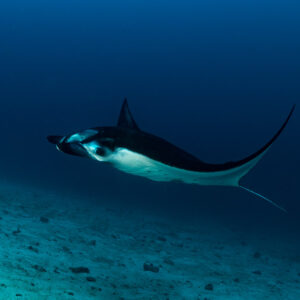 Reef manta ray gliding over sandy bottom in deep blue, Komodo, Indonesia