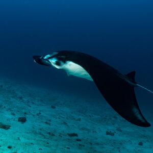 Reef manta ray banking with wingtip curled over sand, Komodo, Indonesia