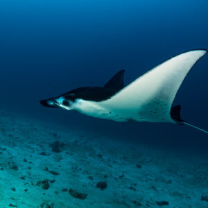 Reef manta ray showing white belly in turn above seabed, Komodo, Indonesia