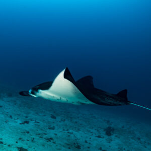 Reef manta ray low over sand seen from the side, Komodo, Indonesia