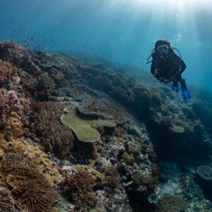 Woman diver descending along coral slope under sunrays, Komodo, Indonesia