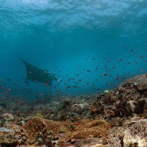 Reef manta ray swimming above reef among anthias, distant view, Komodo, Indonesia