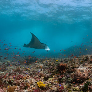Reef manta ray heading toward camera over rubble reef, Komodo, Indonesia