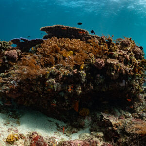 Isolated coral bommie on sand with reef fish, Komodo, Indonesia