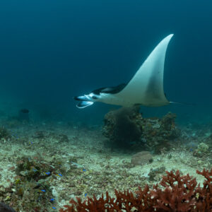 Reef manta ray showing white underside above coral head, Komodo, Indonesia