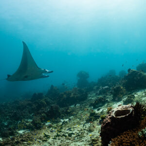 Reef manta ray cruising above reef in sunlit turquoise water, Komodo, Indonesia
