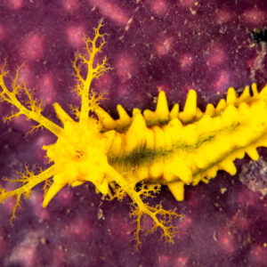 Yellow sea cucumber with spread tentacles on purple sponge, Komodo, Indonesia