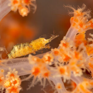 Commensal shrimp on orange soft coral polyps, Komodo, Indonesia