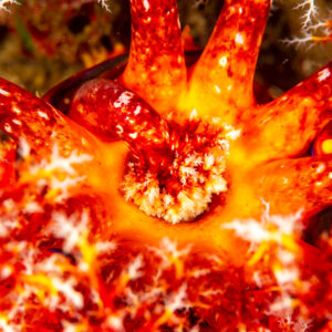 Red sea apple feeding tentacles around mouth, close-up, Komodo, Indonesia