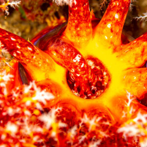 Bouche ouverte d’une pomme de mer rouge au centre jaune, plan plus serré, Komodo, Indonésie