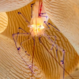 Bubble coral shrimp in vertical frame on striped vesicles, Komodo, Indonesia