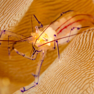 Bubble coral shrimp with long purple legs, horizontal close-up, Komodo, Indonesia