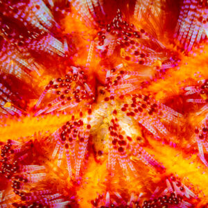 Fire urchin spines and bulbs in vivid red and orange detail, Komodo, Indonesia