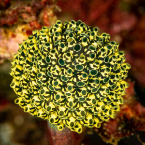 Ascidie coloniale ronde à motifs jaunes et noirs, Komodo, Indonésie