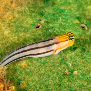 Bath's coralblenny resting on green sponge, Komodo, Indonesia