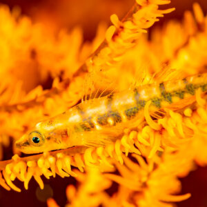 Black coral goby on orange whip coral, Komodo, Indonesia