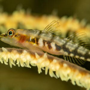 Black coral goby between two pale whip coral branches, Komodo, Indonesia