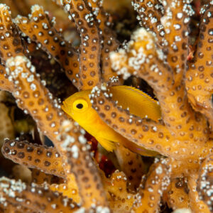 Lemon damsel sheltering among branching coral, Komodo, Indonesia