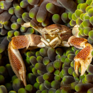 Spotted porcelain crab in green-tipped sea anemone, Komodo, Indonesia
