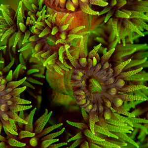 Polypes verts de corail dur déployés, texture plein cadre, Komodo, Indonésie