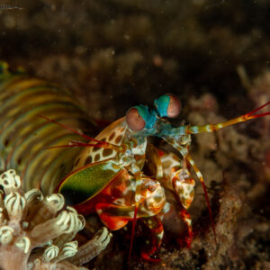 Peacock mantis shrimp at burrow entrance at night, Komodo, Indonesia